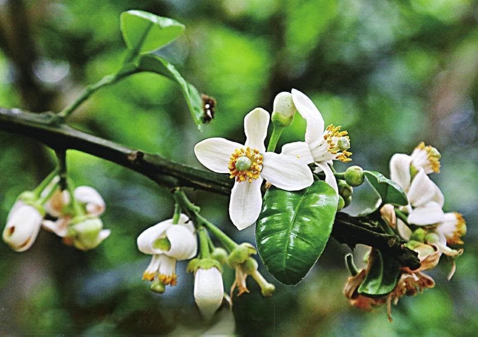 化橘红花苞满枝头，小山村果美产业旺