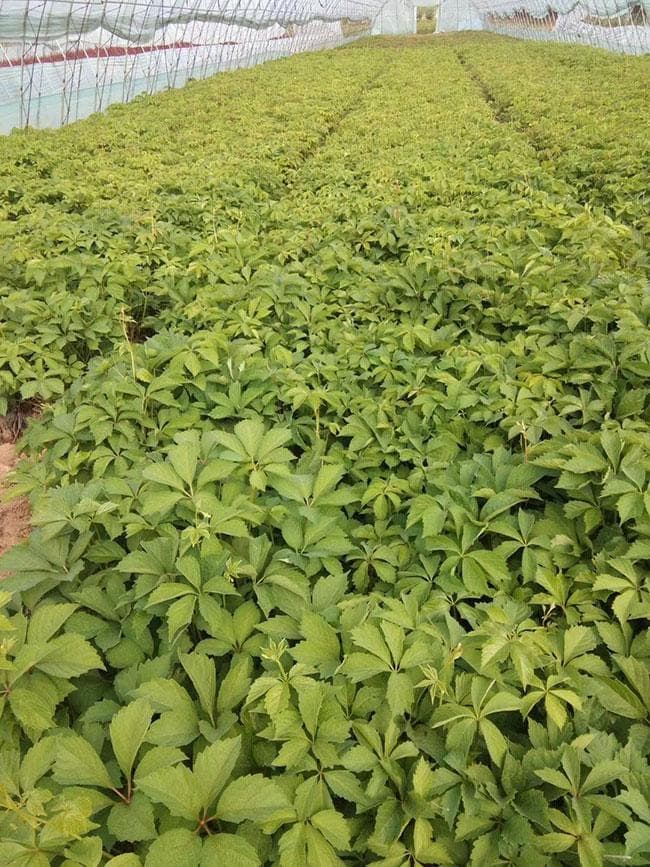 如何种植爬山虎？爬山虎苗种植方法和时间