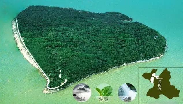 君山银针—白银盘里一青螺