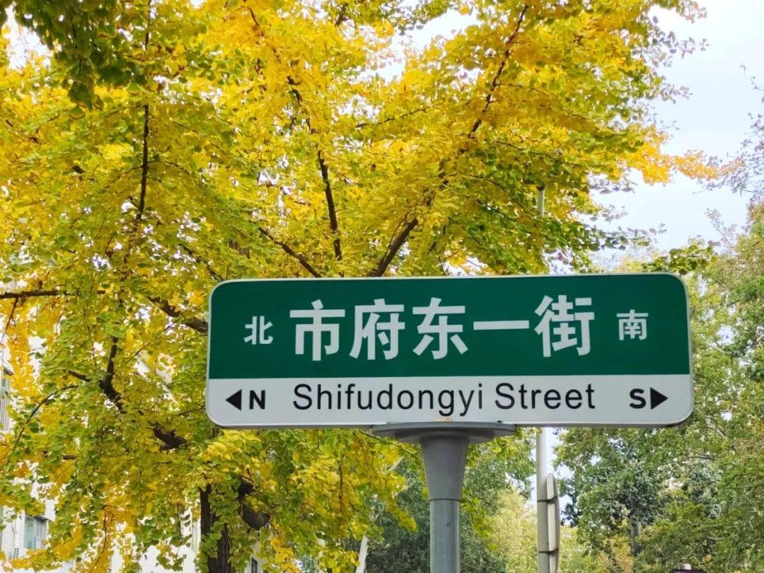 实拍！满城正金黄！淄博的秋天，每一次快门都值得心动~