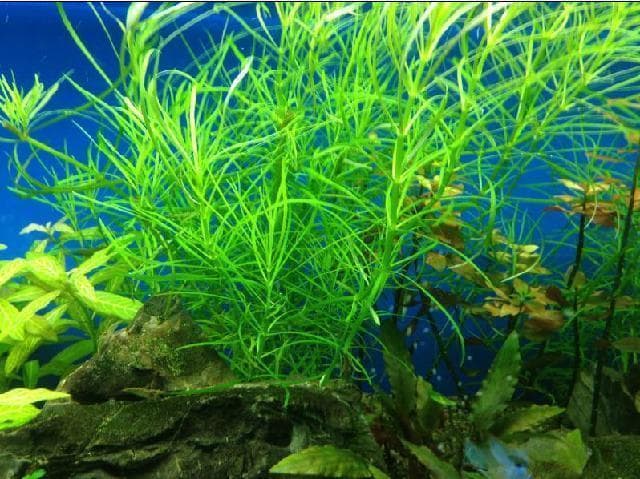草缸水草叶片熔化，烂叶根本原因是水质问题，4步让水草青翠欲滴