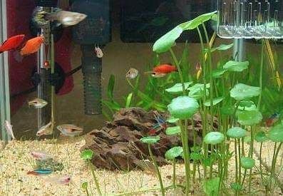草金鱼跳出鱼缸的原因及预防方法