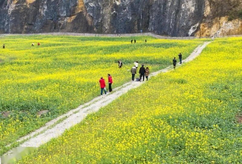重庆巴南：废弃矿山变身油菜花海 生态修复带来经济效益