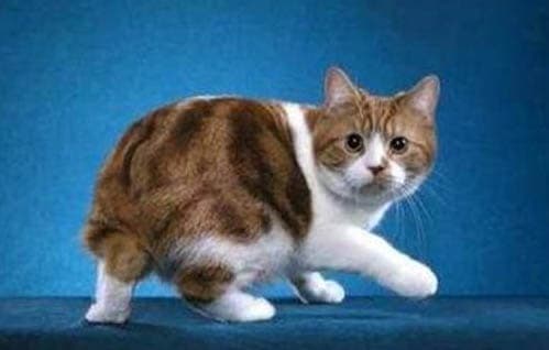 穷人的猫饭食谱