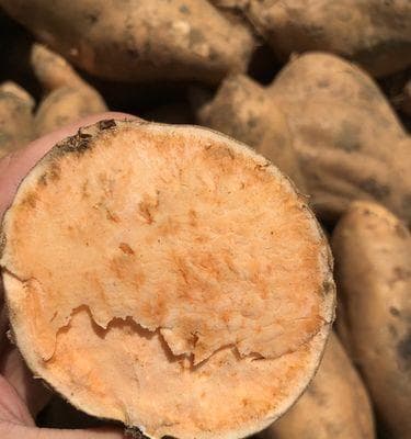 探索红薯世界：品种大全与全面知识指南