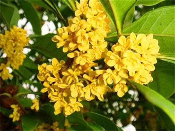 桂花种植教程，轻松实现丰盛花朵的关键步骤