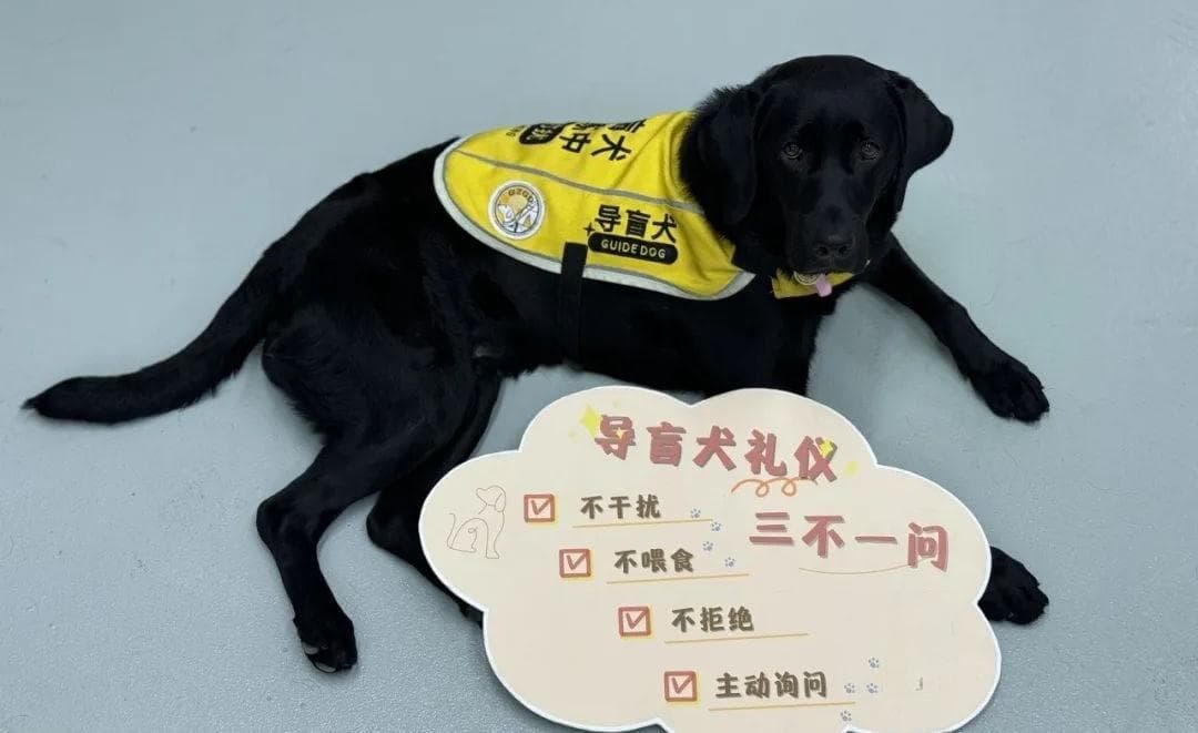 深一度·交流丨导盲犬的出行障碍背后，要回应的挑战究竟有哪些？