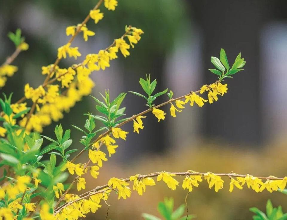 立春与淮南“花代”——迎春花