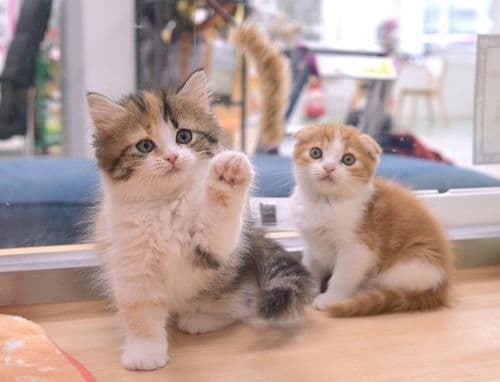 观察宠物猫狂犬病症状