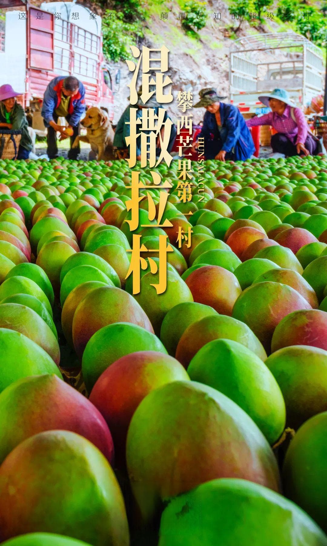 不在广西在四川！攀枝花这个小村，竟是顶级芒果的核心产区