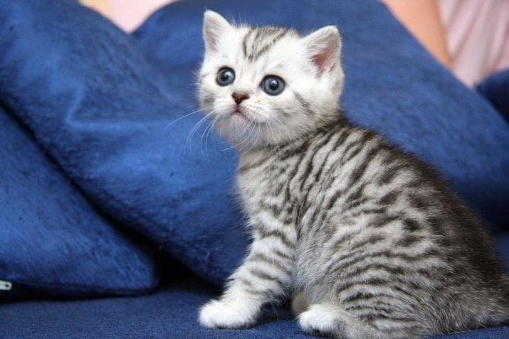 英国虎斑猫：它们长什么样，如何饲养和命名？