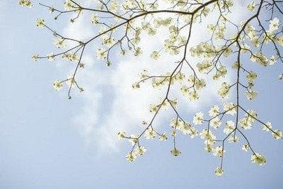 清明节是阴历还是阳历是几号