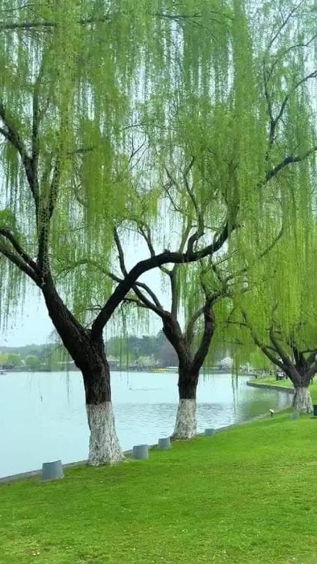 柳树是怎么发芽的：春天里柳枝抽芽的秘密与奇观！