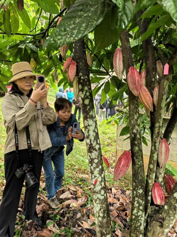 产业发展与生态改善双赢 可可种植生产项目签约落户西双版纳