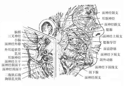 人体解剖学/腮腺咬肌区