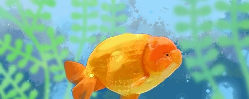 兰寿金鱼能和什么鱼混养，混养需要注意什么