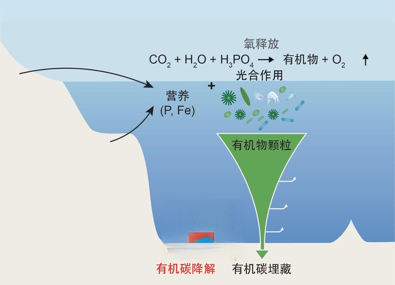 SA：大陆黏土工厂的增强导致了古生代早期大气和海洋的氧化