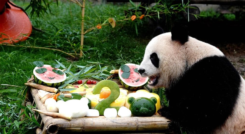 大熊猫最爱吃的10种食物