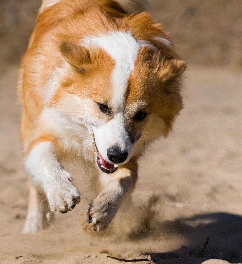 冰岛牧羊犬的饲养全指南（如何照顾和训练一只健康快乐的冰岛牧羊犬）