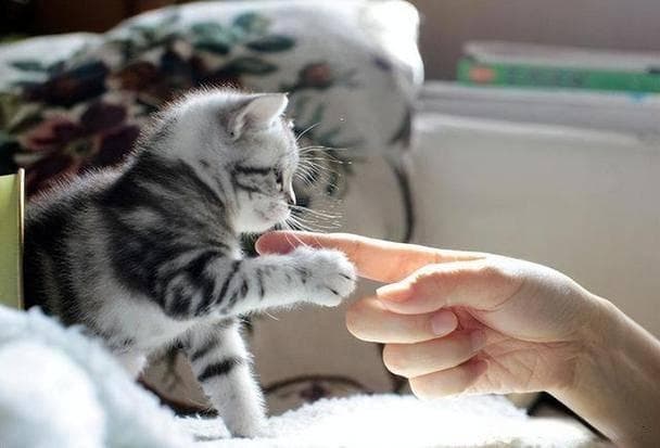 抚摸这6个部位，猫咪会越来越爱你，你知道吗！