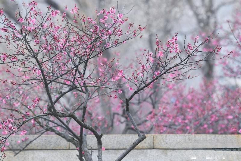 十大花季串起“醉”美春天！南京玄武湖百花闹春游园会开幕