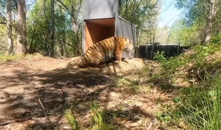 猛虎频频下山，如何平衡人与野生动物和谐共生？