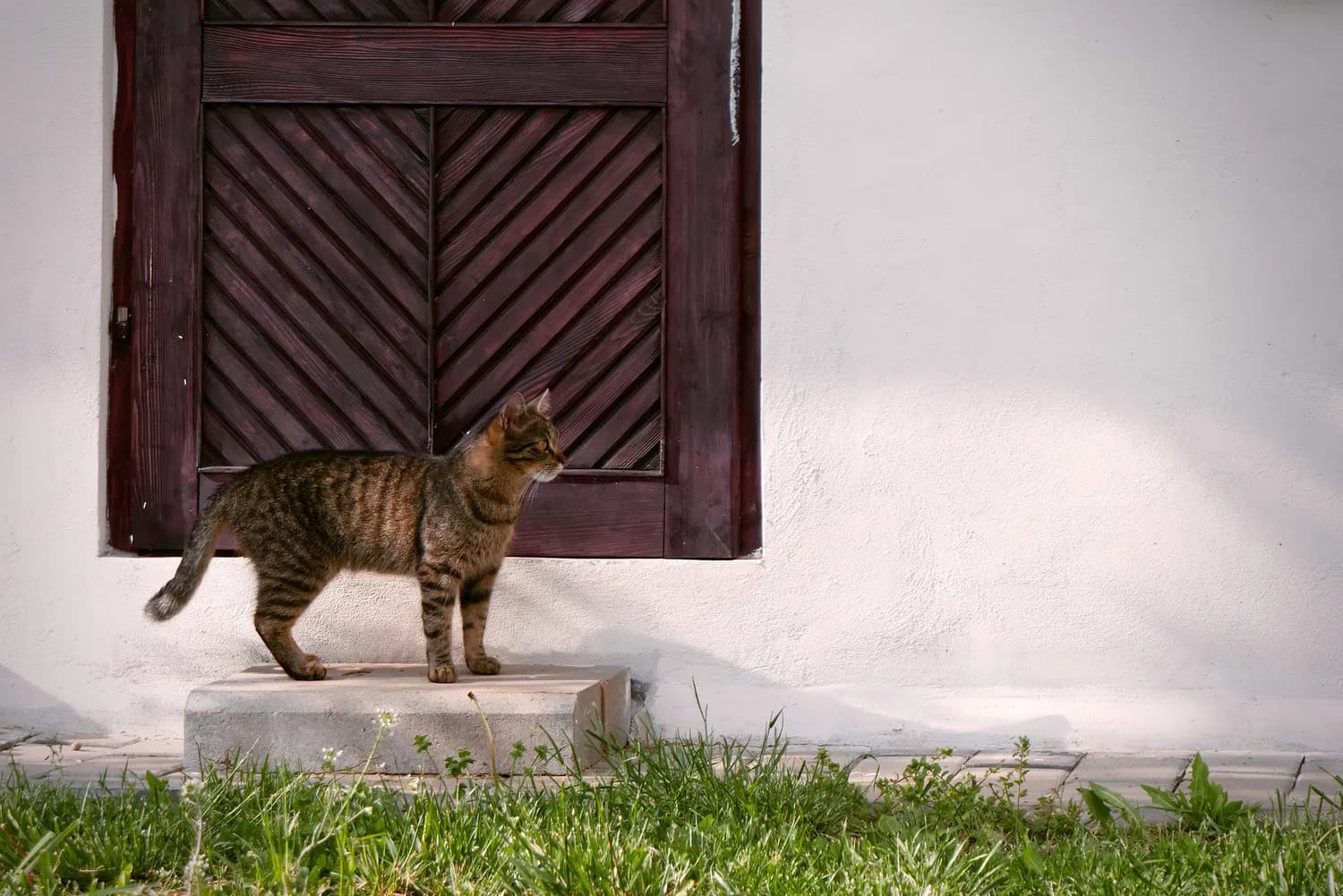 猫狗社交智慧：解读主人情绪，拓展人类社交圈