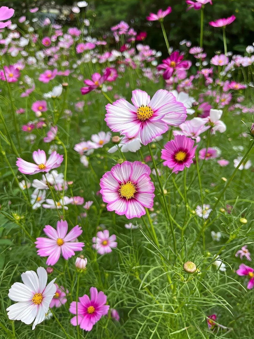 格桑花：高原上的幸福之花