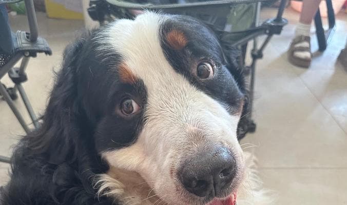 全面了解伯恩山犬的历史与照顾技巧
