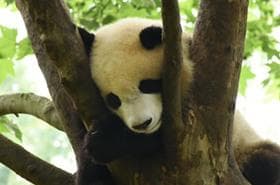 成都两日游最佳路线和攻略 成都二天自由行攻略 成都两天怎么玩