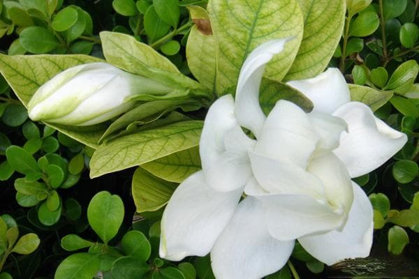 海岛栀子花的养殖方法和注意事项