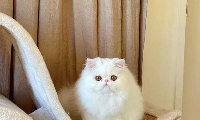 新手饲养波斯猫的全面指南（掌握波斯猫饲养的关键知识和技巧）