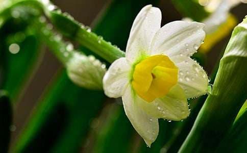 漳平水仙茶的冲泡方法