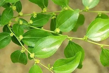 冬枣花前生长发育特点及大棚栽培管理措施