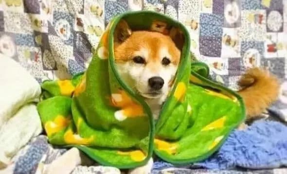 冬日植物配置应该怎么做？！9个冬季植物配置诀窍，再冷也要美美哒