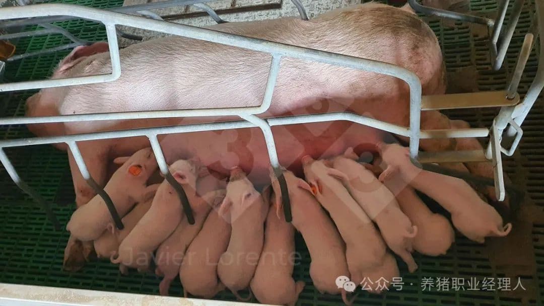 种猪场初乳管理全流程：采集、储存与送检的关键要点