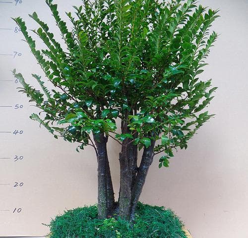 小叶紫檀——室内盆栽的理想选择（从环境要求到种植技巧，让你轻松打造室内盆景）