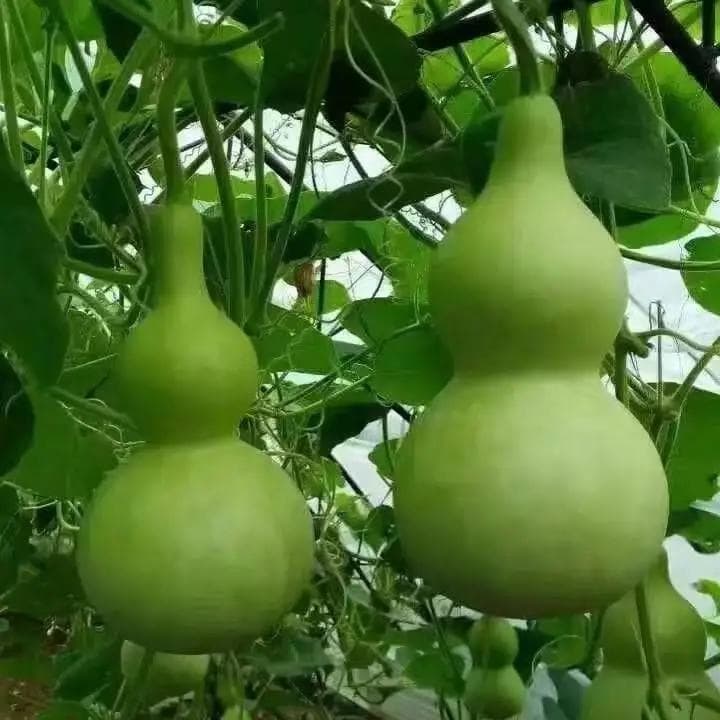 舌顶上颚，通任督奥义