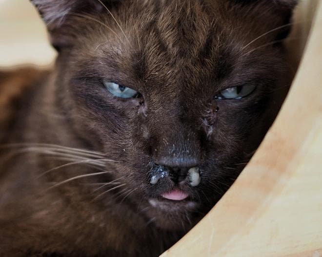 如何治疗猫的鼻炎？