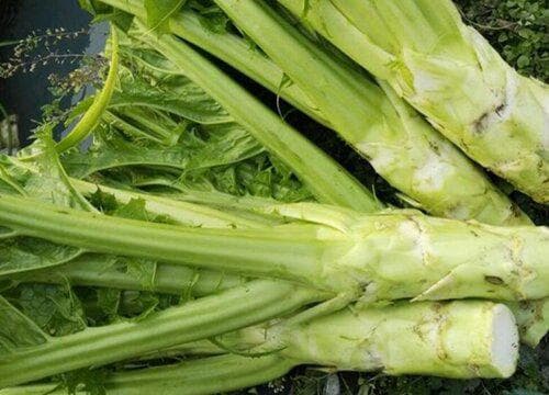 芥菜和芥蘭是一種菜嗎 芥蘭菜和芥菜有什麼區別