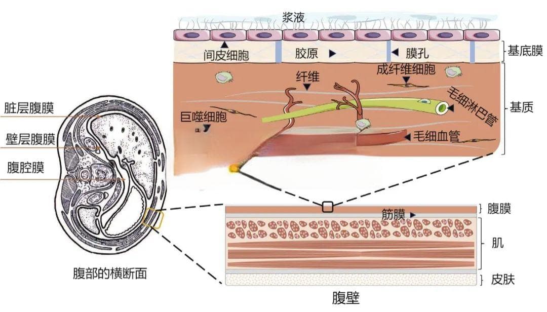 腹部损伤修复机制：从腹膜结构到功能障碍