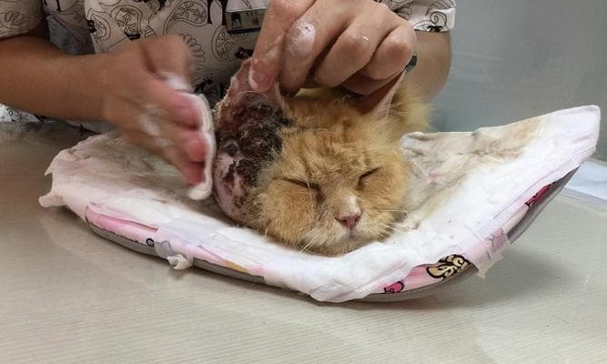 流浪猫的绝育标志（以宠物为主的人道管理方式）