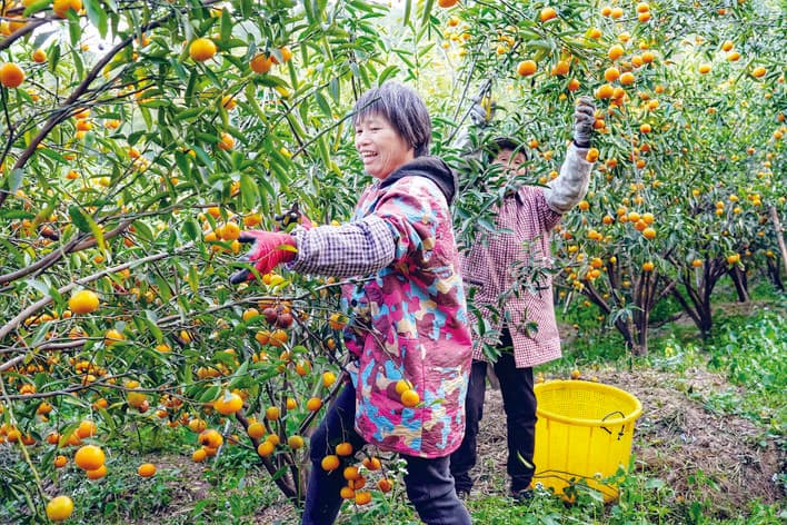 龙门年桔如何跃龙门促振兴？