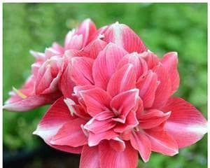 红花和朱顶红的区别：从外貌到价值的全面解析