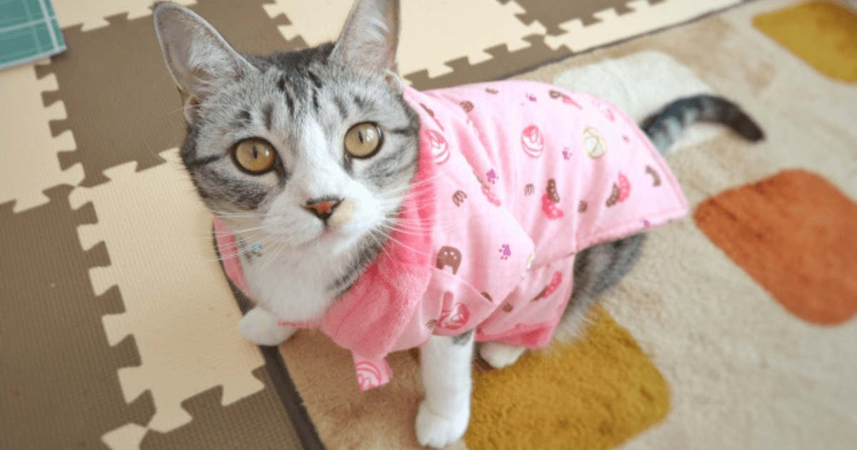 冬暖夏凉的矽藻土垫：猫咪最爱的完美休息空间