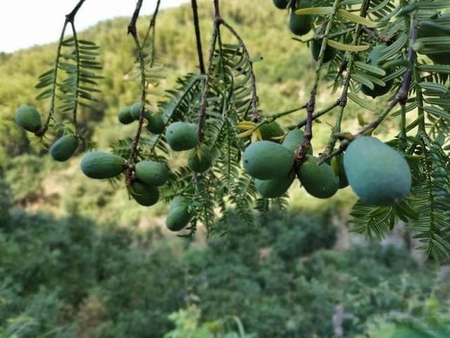 香榧子的种植技术与管理要点