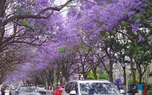 国内适合4月旅游的城市有哪些 四月最适合去旅游的城市TOP10