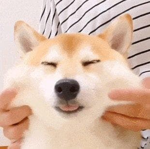 狗狗身上有这7个迹象，说明你把它养的很好，根本瞒不住