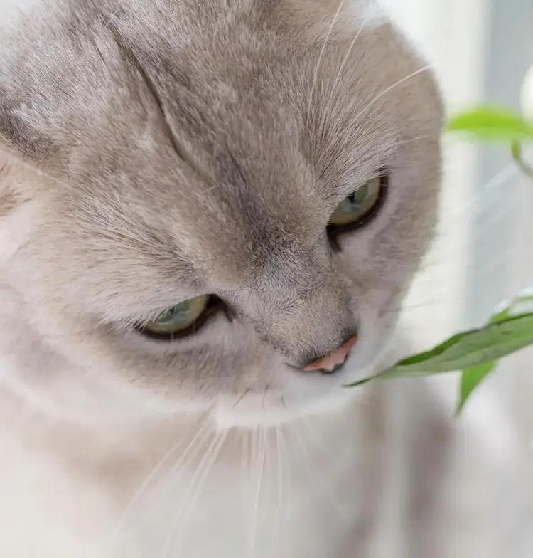 如何有效教育犯错的猫咪，打骂是大忌，这样做才有用！