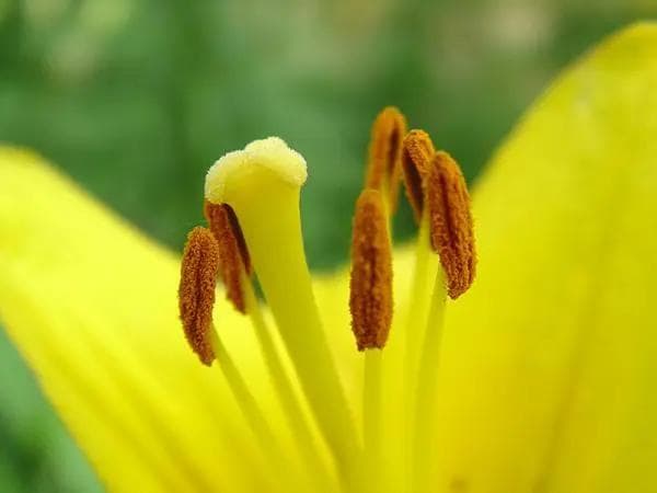 花药：植物雄性生殖的关键器官